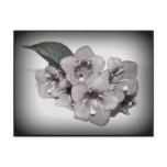 Blooming Black and White Postcard