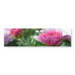Blooming Chrysanthemum Bumper Sticker