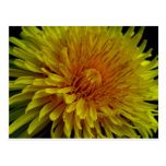 Blooming Dandelion Post Cards