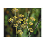 Blooming Fennel