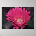 Blooming Gerbera on Canvas Print