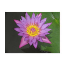Blooming Glory Postcards