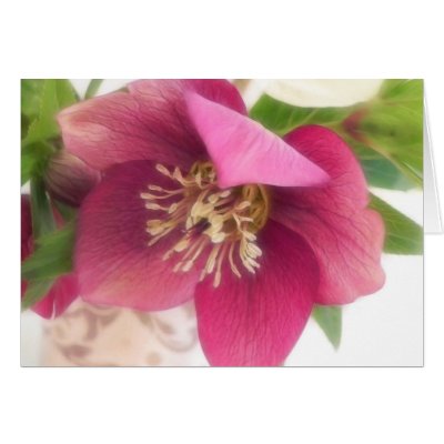 Blooming Hellebore Flower by Pretty_World