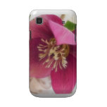 Blooming Hellebore Flower