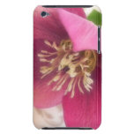 Blooming Hellebore Flower