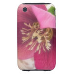 Blooming Hellebore Flower
