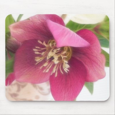Blooming Hellebore Flower by Pretty_World