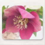 Blooming Hellebore Flower mousepads