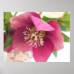 Blooming Hellebore Flower posters