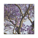Blooming Jacaranda Trees in New Farm Park, Magnets