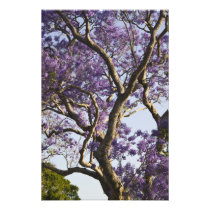 Blooming Jacaranda Trees in New Farm Park,