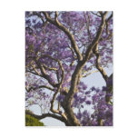 Blooming Jacaranda Trees in New Farm Park, Postcard