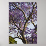 Blooming Jacaranda Trees in New Farm Park,