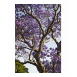 Blooming Jacaranda Trees in New Farm Park, t-shirts