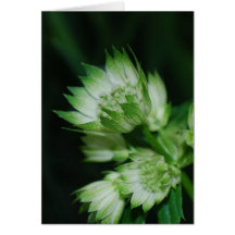Blooming Masterwort  Greeting Cards