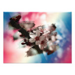 Blooming plum photograph