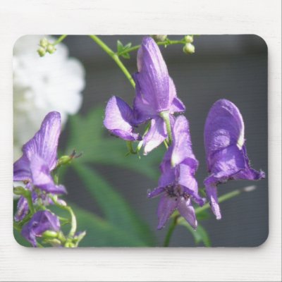 Blooming Purple Delphinium Mouse Pad by PerennialGardens