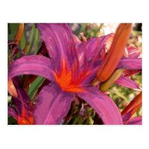 Blooming Purple Lily Postcard