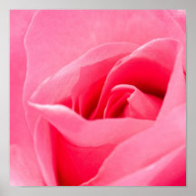 Blooming Rose Poster
