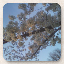 Blooming Tree Coasters