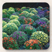 Blooming Winter Chrysanthemums on Park Avenue Drink Coaster