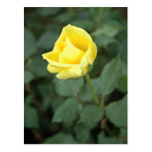 Blooming Yellow Rose Postcards