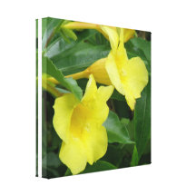 Blooming Yellow Trumpet Vine Canvas Print