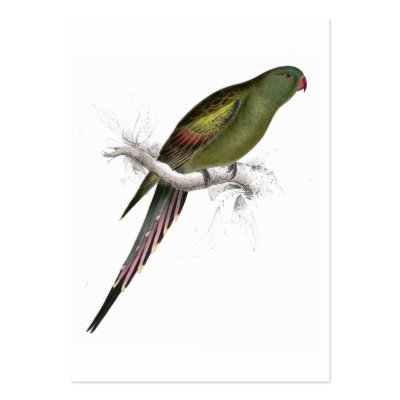 Blossom-Feathered Parrakeet by Edward Lear Business Card Template by DejaVuParrots
