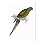 Blossom-Feathered Parrakeet by Edward Lear business cards