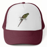 Blossom-Feathered Parrakeet by Edward Lear hats