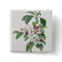 Blossom, from 'Les Choix des Plus Belles Pins