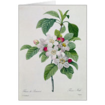 Blossom, from 'Les Choix des Plus Belles Card