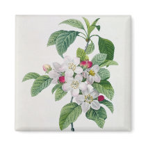 Blossom, from 'Les Choix des Plus Belles Refrigerator Magnet
