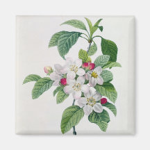 Blossom, from 'Les Choix des Plus Belles Refrigerator Magnet
