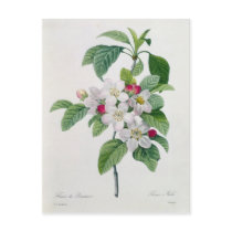 Blossom, from 'Les Choix des Plus Belles Postcards