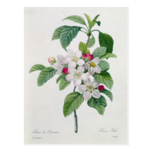 Blossom, from 'Les Choix des Plus Belles Postcards