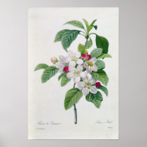 Blossom, from 'Les Choix des Plus Belles