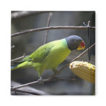 Blossom Headed Parakeet Magnet