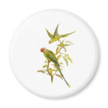Blossom-headed Parakeet Magnet