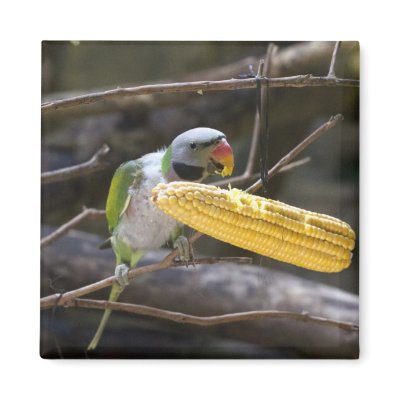 Blossom Headed Parakeet Magnet by JL_Hawkins