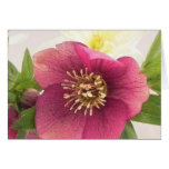 Blossom - Hellebore Close Up cards