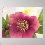 Blossom - Hellebore Close Up posters