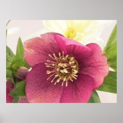 Blossom - Hellebore Close Up by Pretty_World