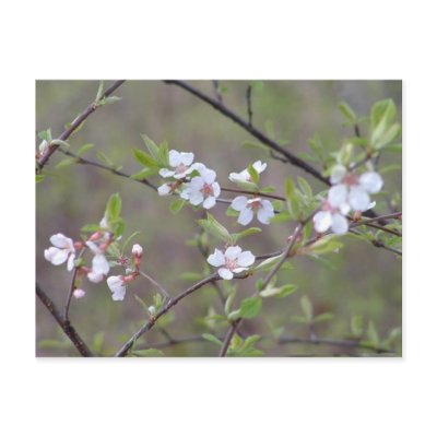 Blossom Post Cards by rinadurron