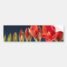 Blossoming Amaryllis Flower Bumper Stickers