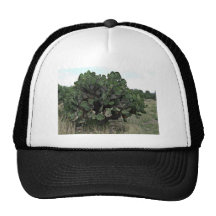 Blossoming cactus in green landscape mesh hat