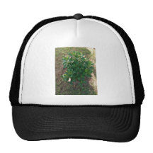 Blossoming hibiscus plant with pink flowers hat