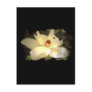 Blossoming Magnolia Post Cards