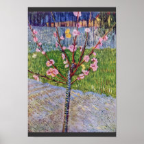 Blossoming Peach Tree By Vincent Van Gogh Posters