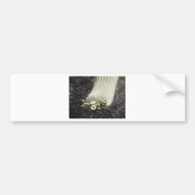 Blossoming Saguaro Bumper Stickers
